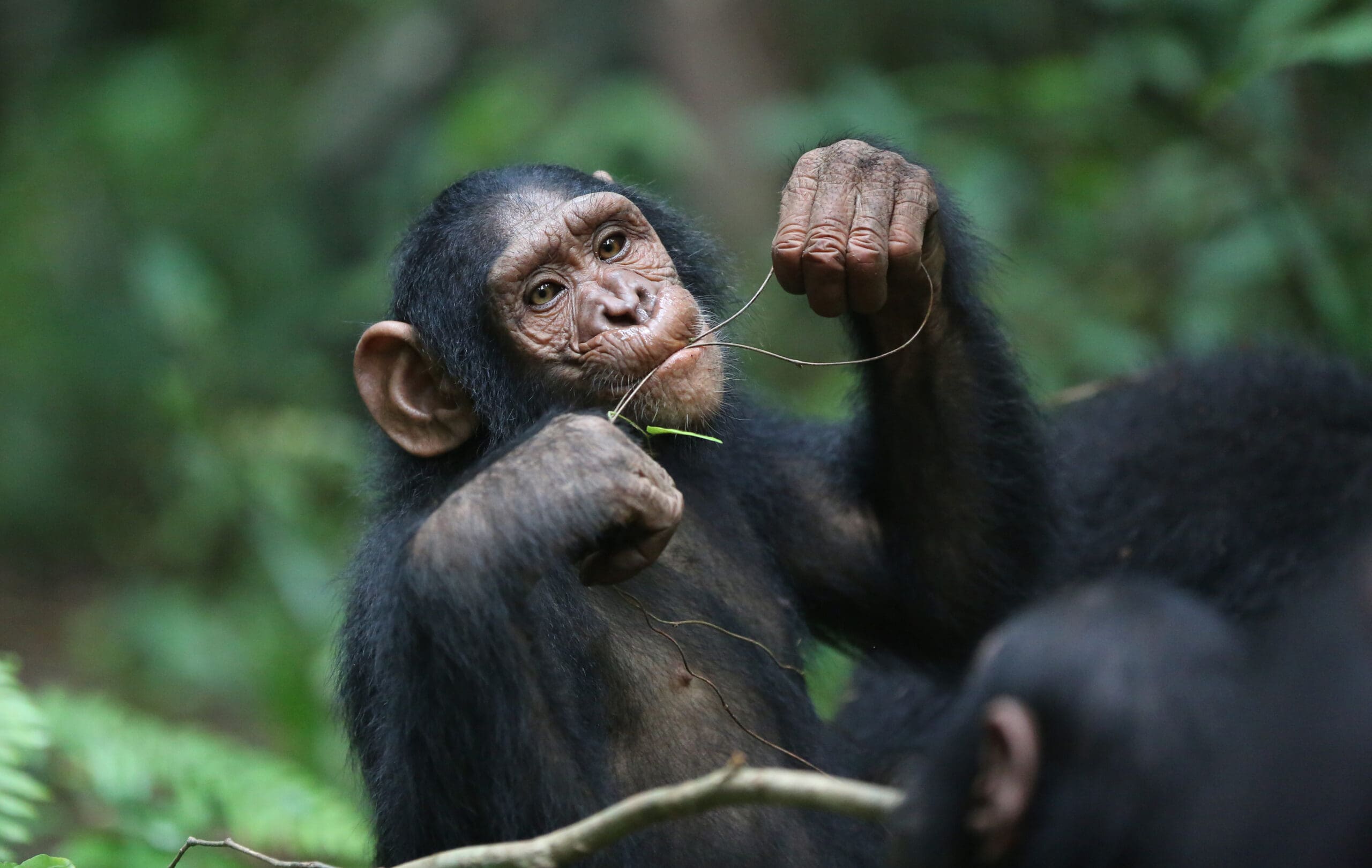 Rubondo Island Chimp Trail