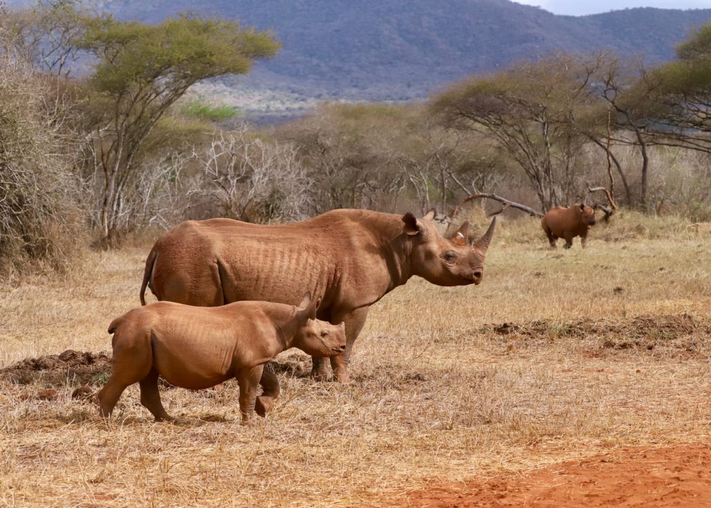 Mkomazi Rhino Sanctuary