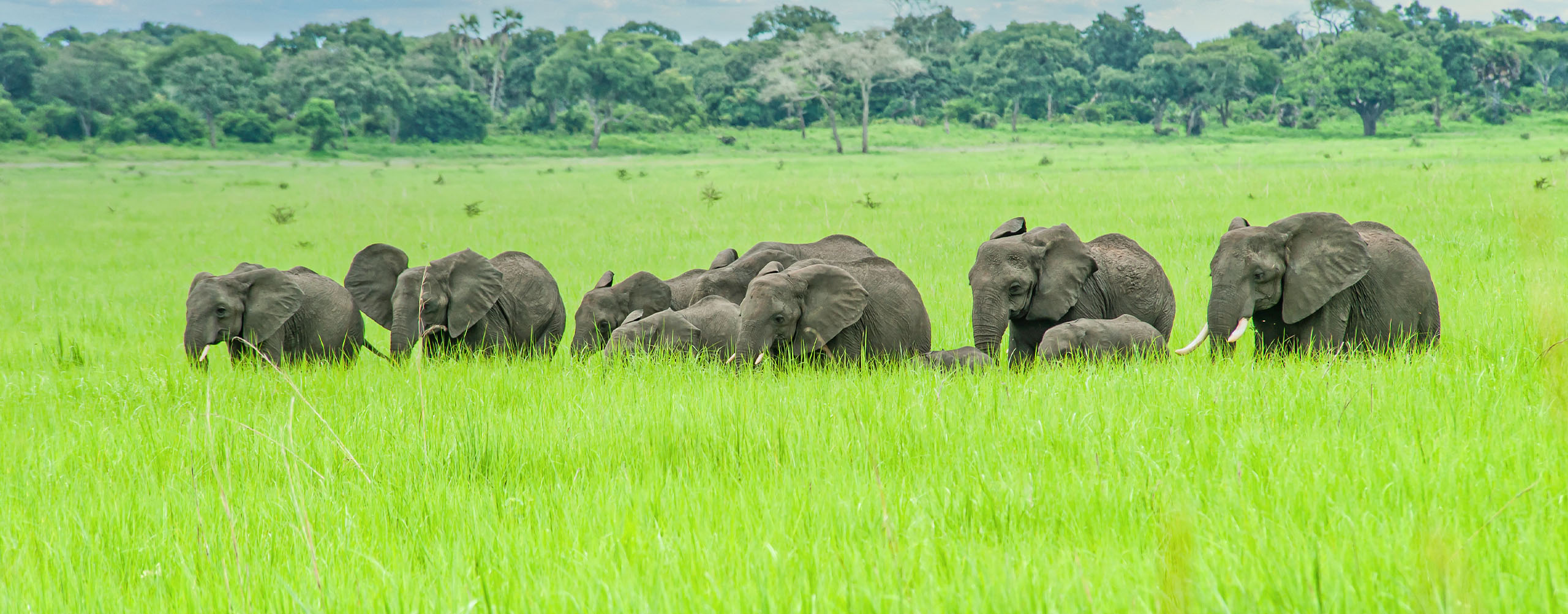 Katavi Seasonal Plains