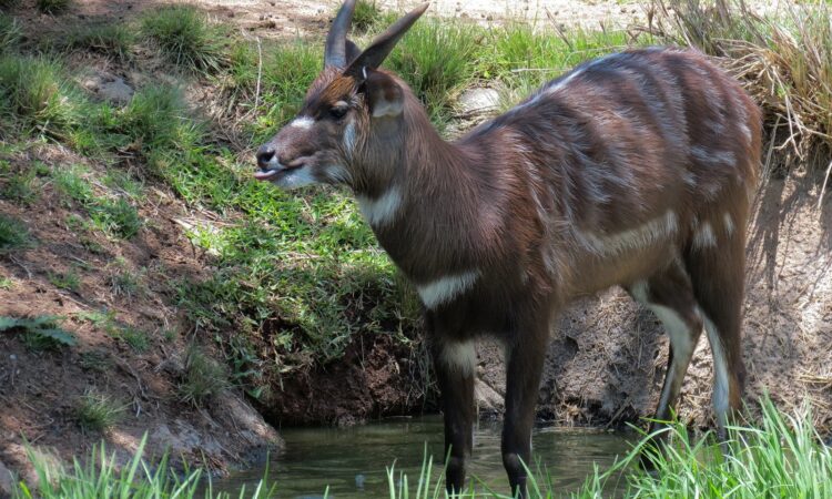 Kigosi Wetland Walks