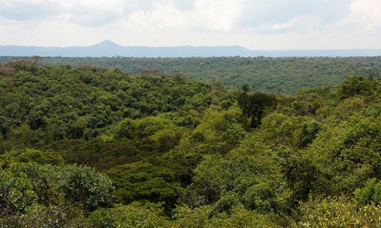 Mwambesi Nature Forest Reserve