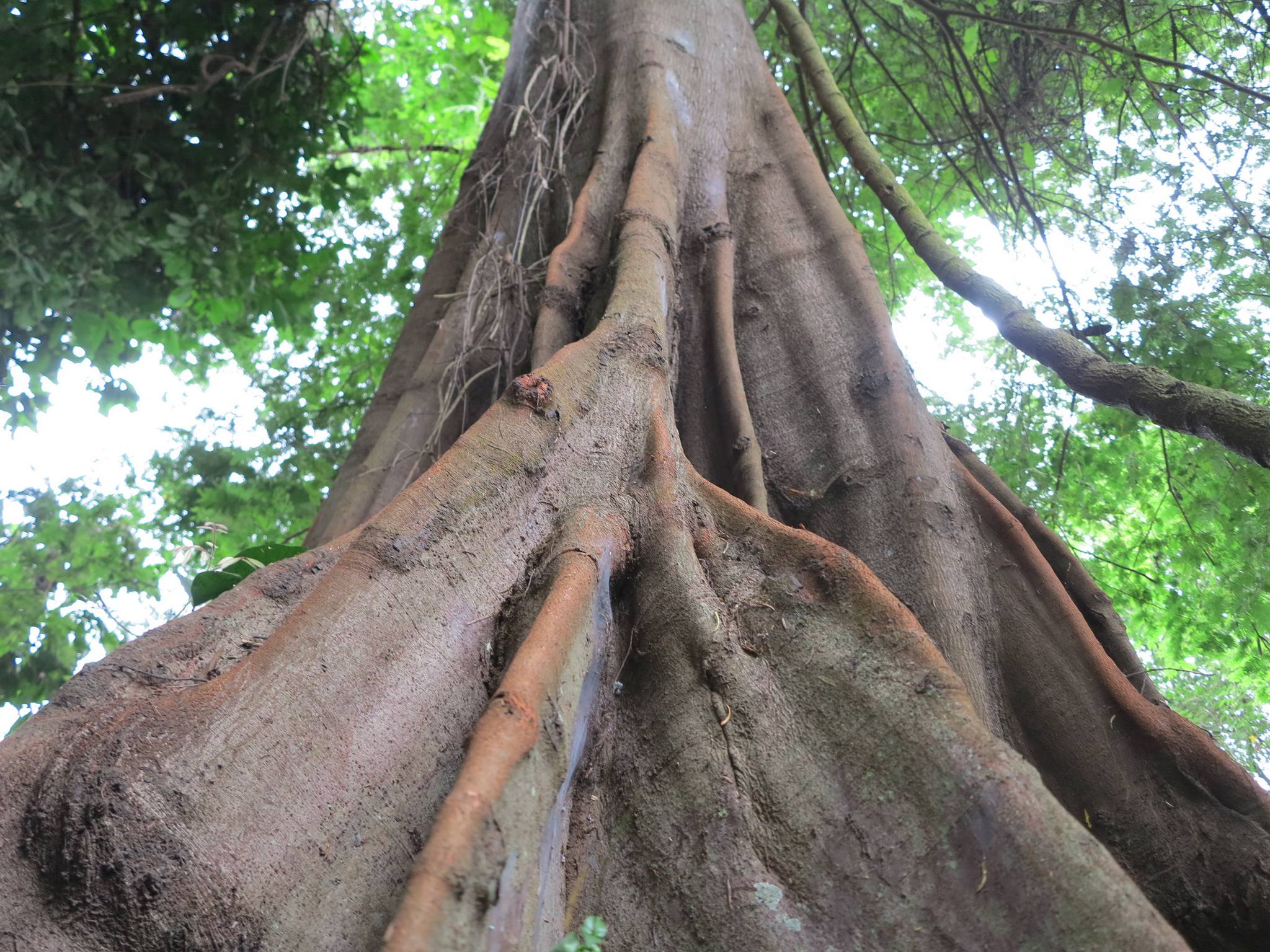 Rau Nature Forest Reserve