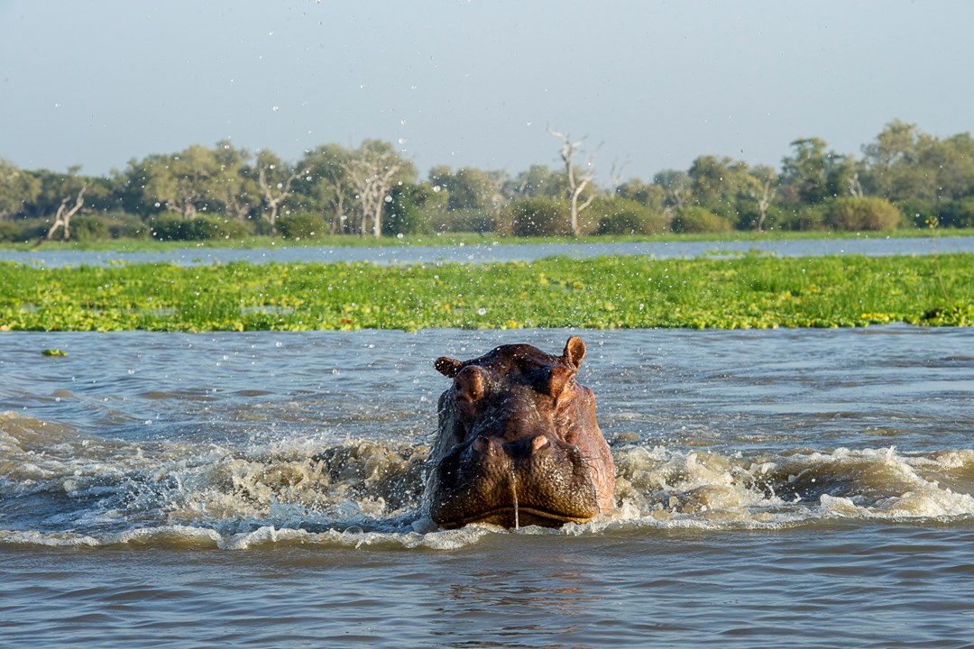 Nyerere National Park (Selous)