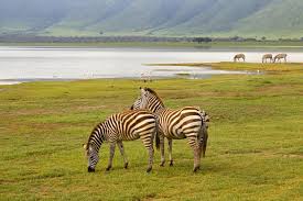 Tarangire & Ngorongoro Highlights — 4 Days