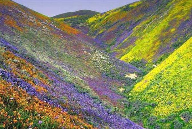 Kitulo Flower Safari — 3 Days